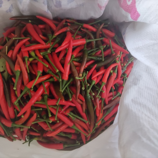 长沙精品朝天椒