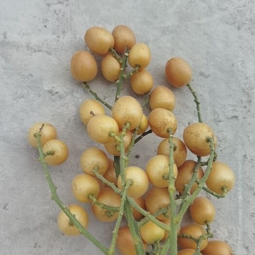 南宁无子黄皮果