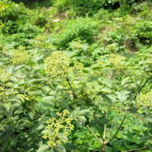 泸溪县吴茱萸