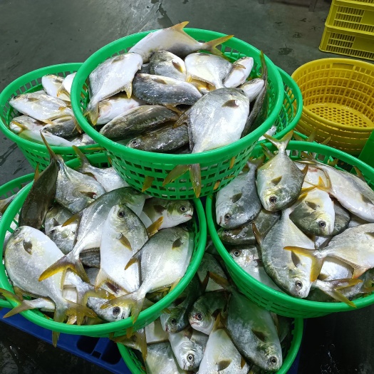 北海北部湾深海金鲳鱼100-800全规格
