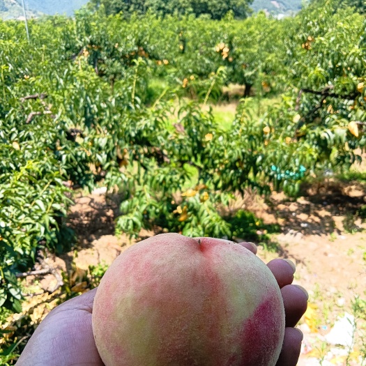 三门县锦绣黄桃，水蜜桃。