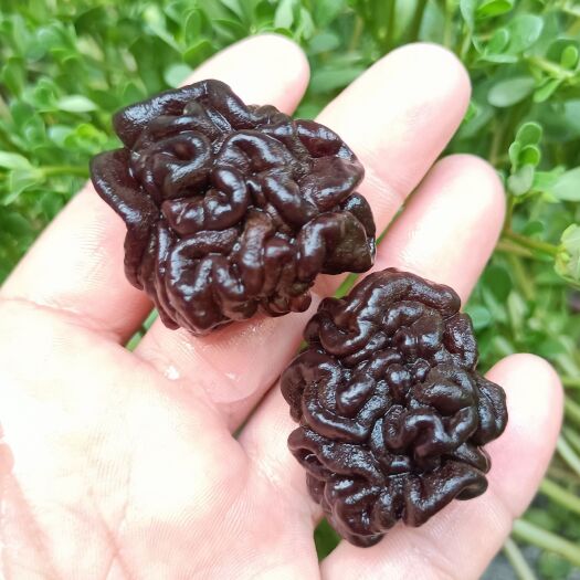鱼台县核桃菌，松花菌，玛卡菌玛咖菌猴脑菌批发零售核桃菌供应商