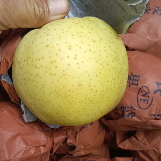方城县黄金梨