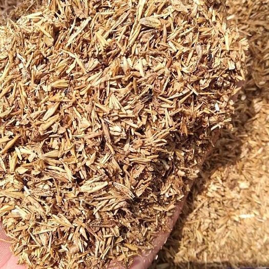 蚌埠金针菇培养基食用菌栽培啤酒糟