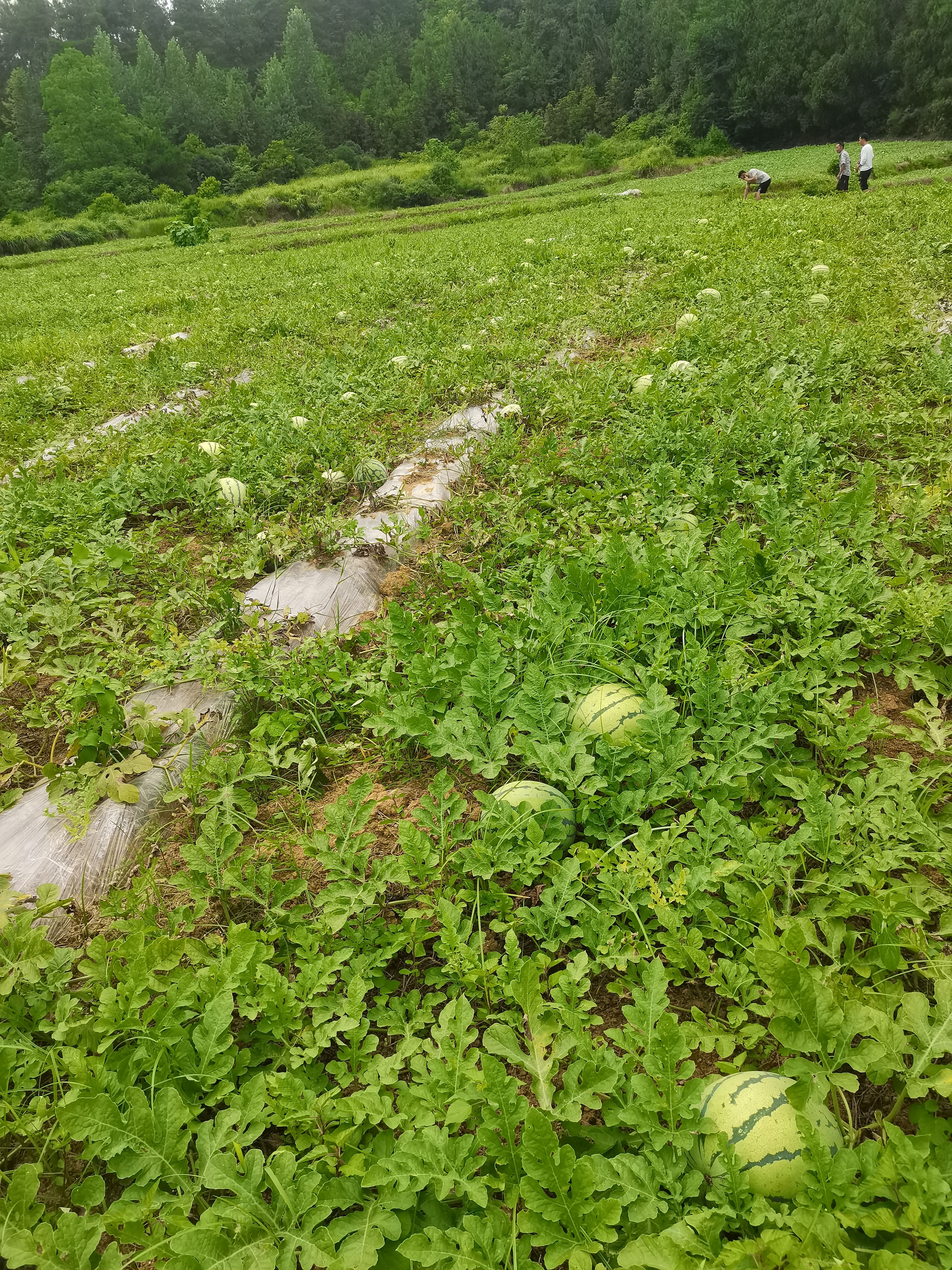 贵州高山露天瓜基地自销，一手货源价格美丽