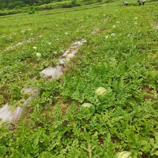 兴仁市贵州高山露天瓜基地自销，一手货源价格美丽