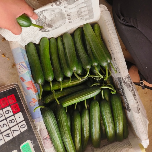 菏泽山东产地直发优质水果小黄瓜，量大价优，欢迎咨询合作