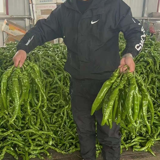 泾川县精品一统天下大青螺丝椒