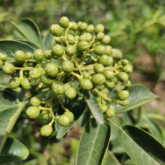 承德河北鲜花椒