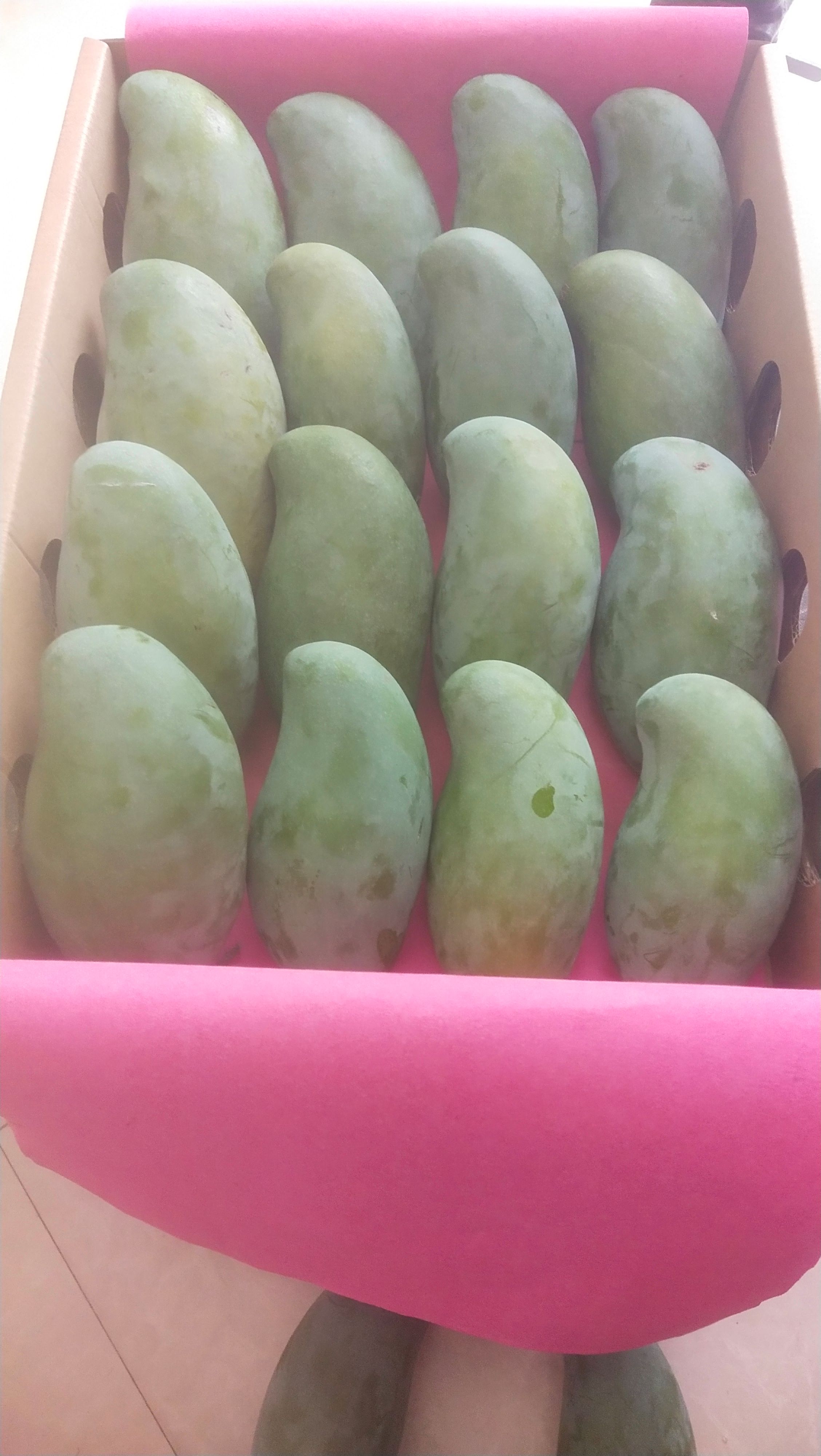 田东桂t