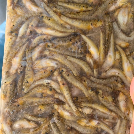 河源山根鱼