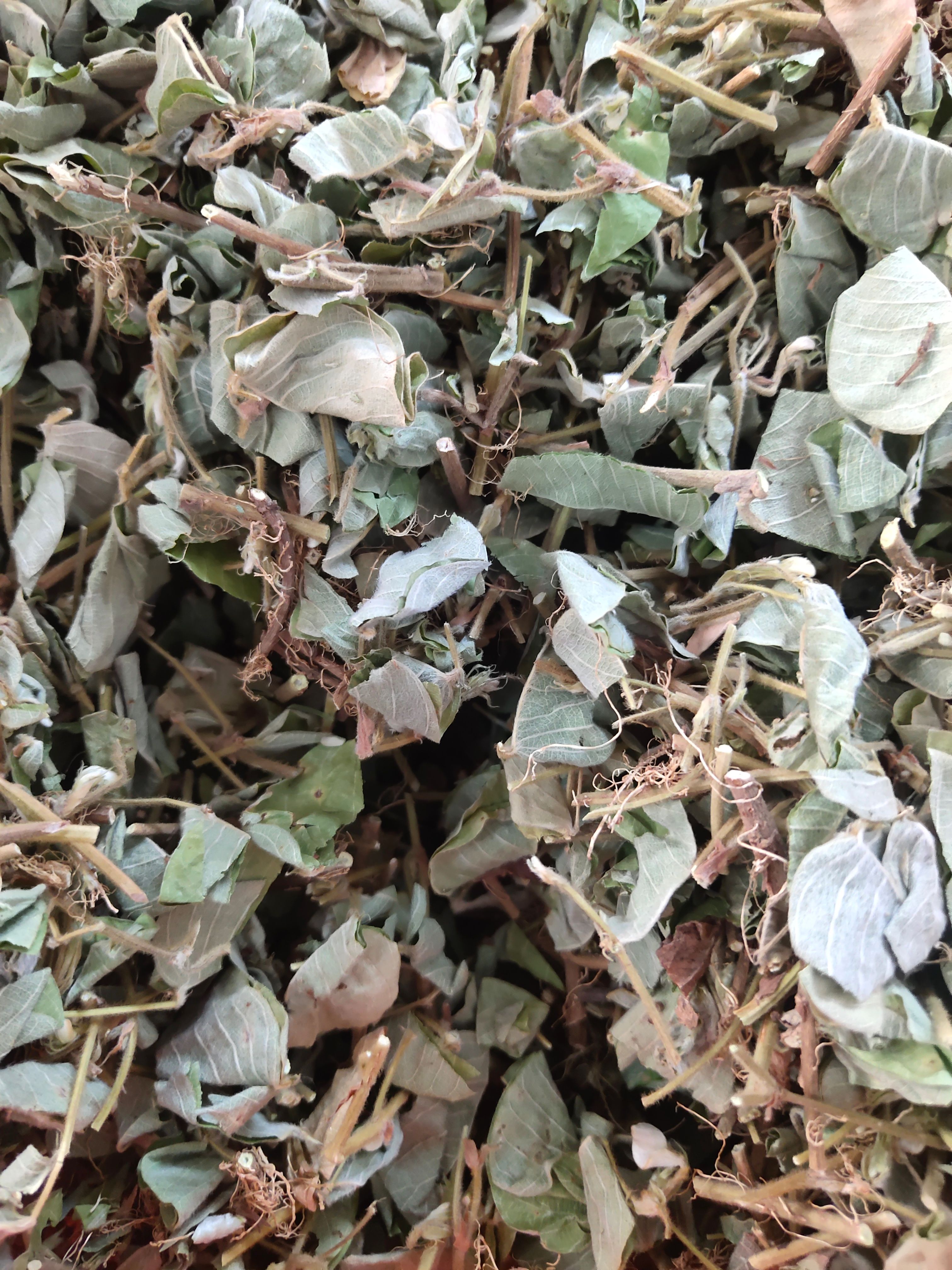 金钱草  广西无硫新鲜大叶金钱草干     自然晒干广金钱草