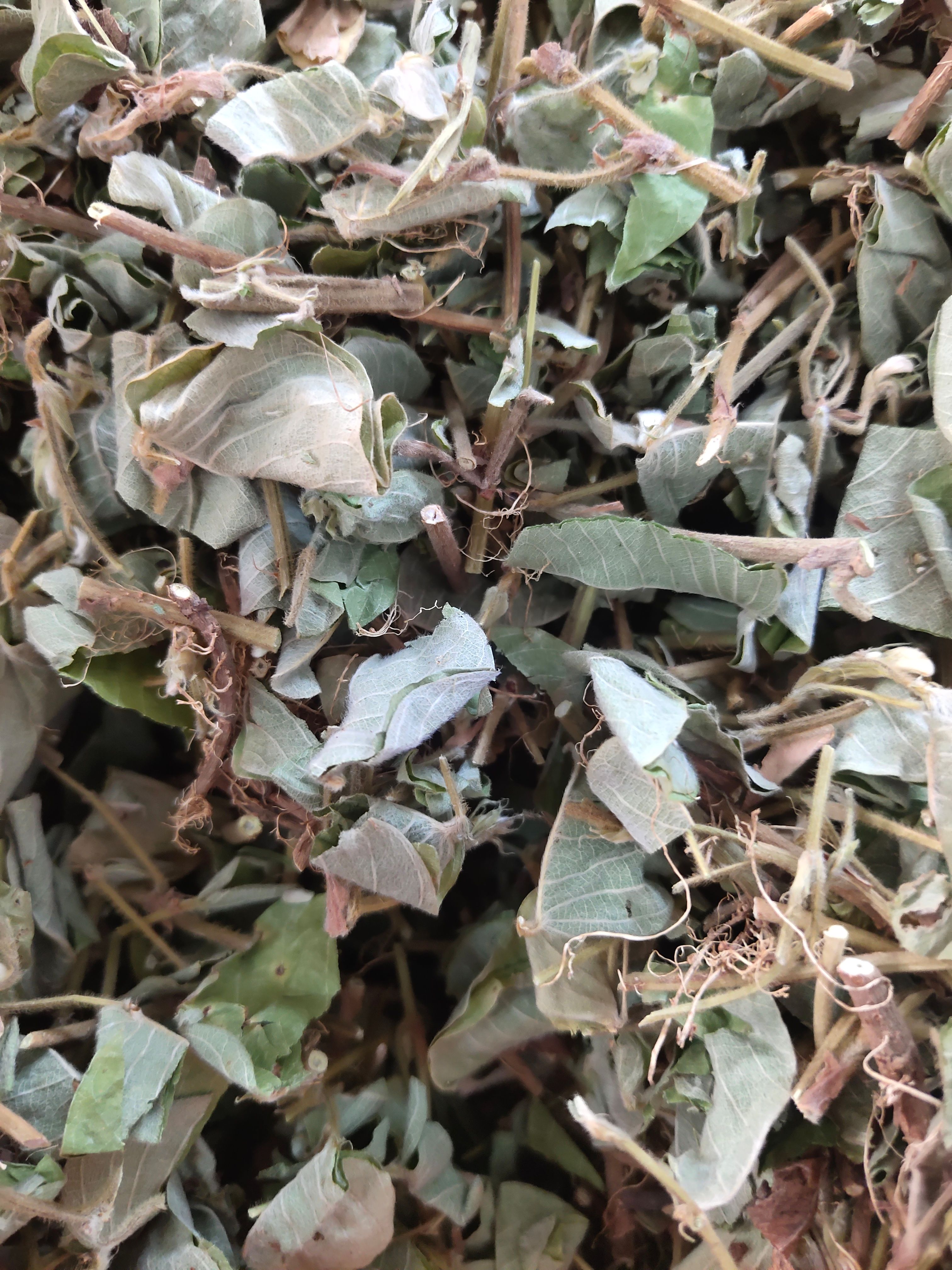 金钱草  广西无硫新鲜大叶金钱草干     自然晒干广金钱草