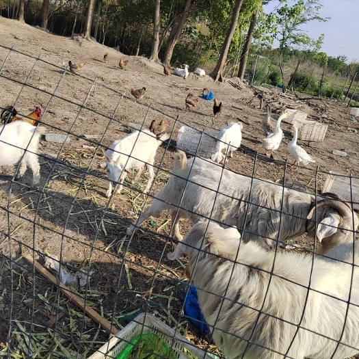 上海白山羊