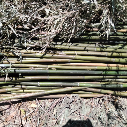 广州大量苦竹 黄金竹，金竹，出售