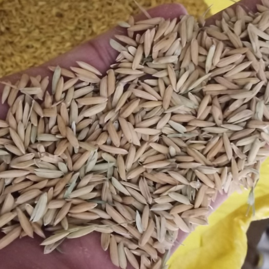 资兴市饲料稻谷