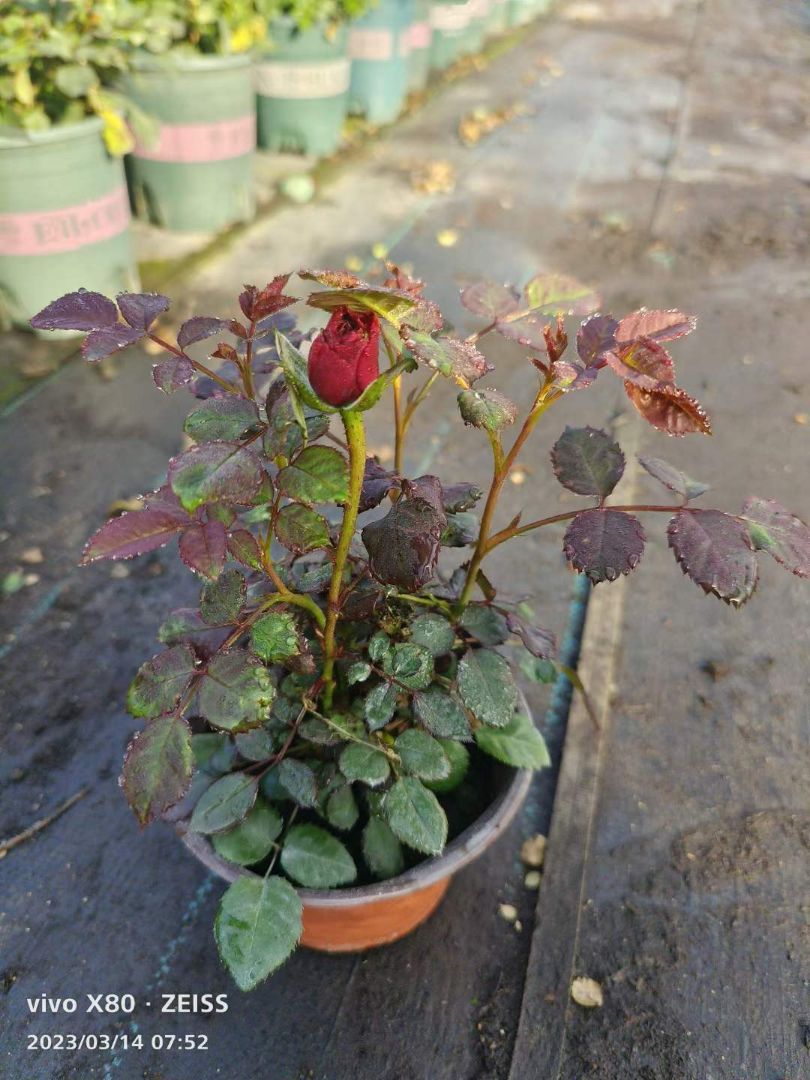 月季花丰花月季藤本月季