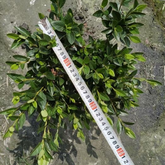 成都春娟