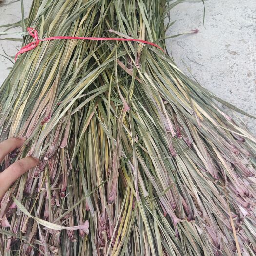 五香草，茴香菖蒲