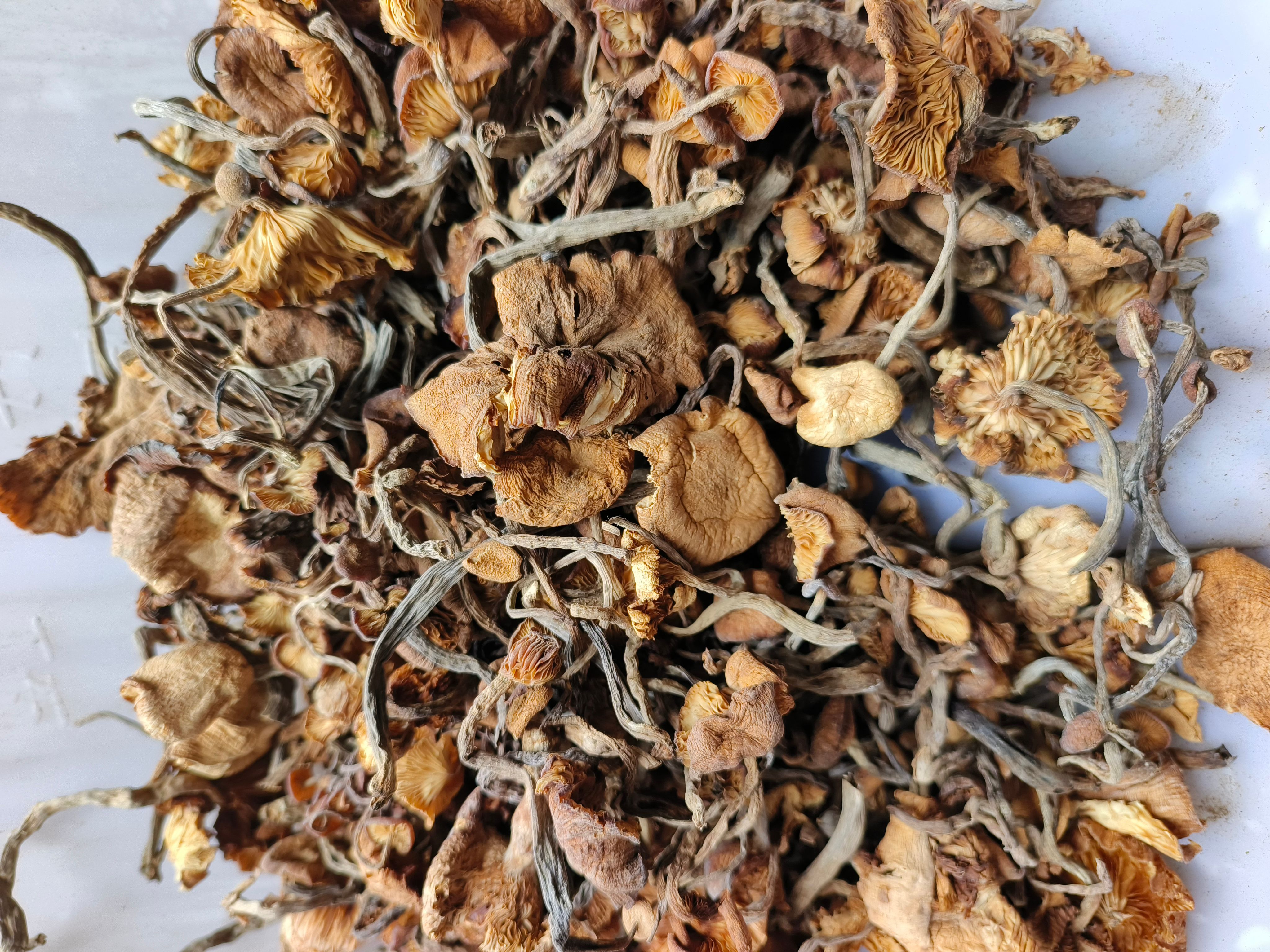 草榛蘑散货原产地厂家批发