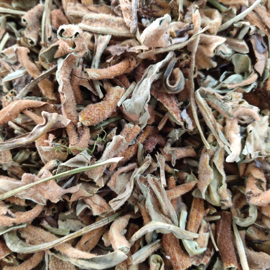 玉林石韦草  中药材石韦 石苇小叶石韦茶   石伟  石韦草