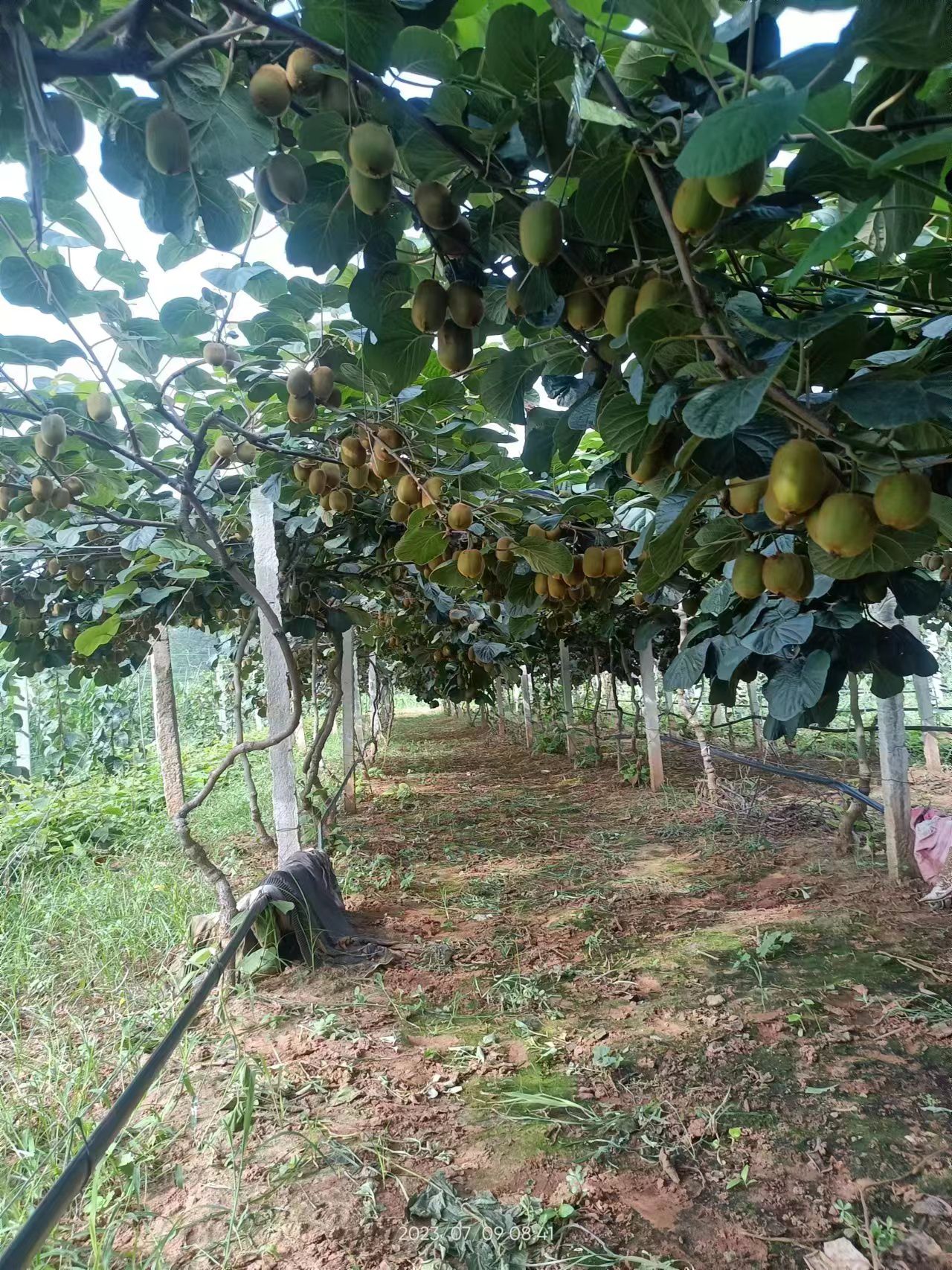 猕猴桃 河南露天早熟绿心猕猴桃华美二号 产地直供 货源充足