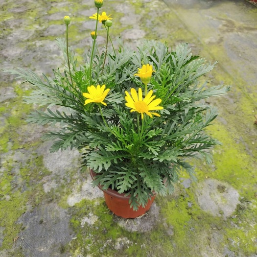 嘉善县黄金菊