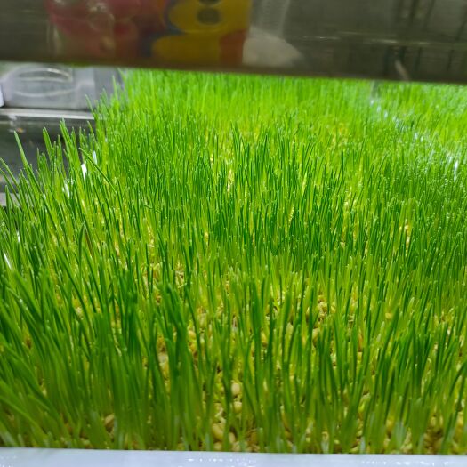 青州市水培牧草设备