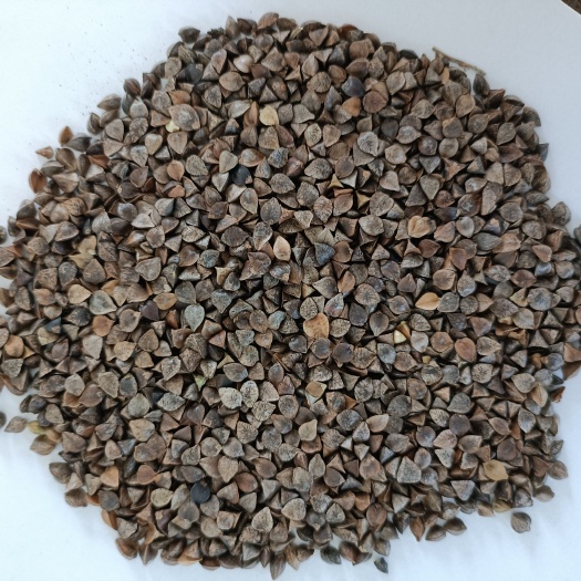 天津出天津港俄罗斯荞麦，质量好散货，小包装都可以出货