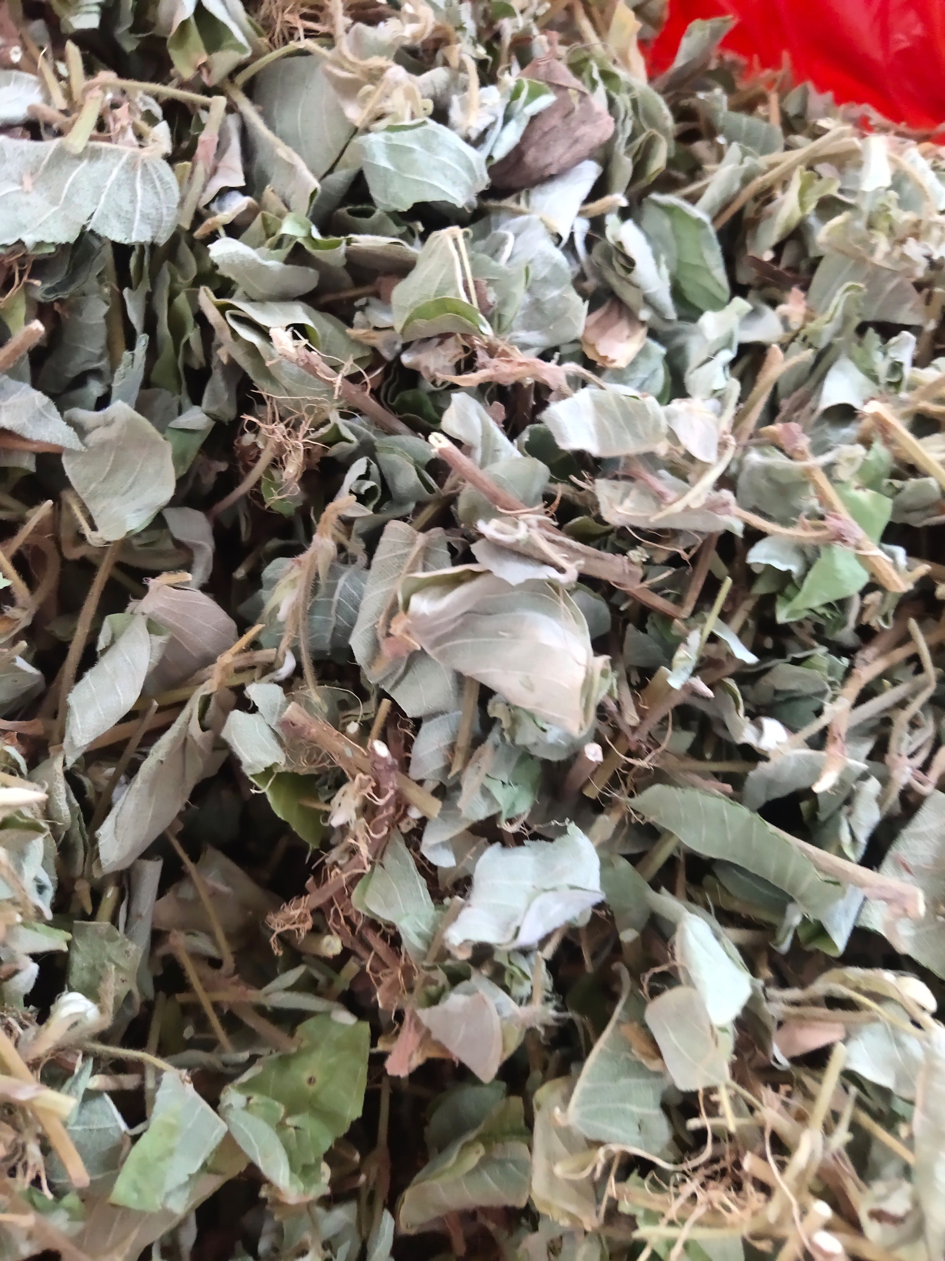 金钱草  广西无硫新鲜大叶金钱草干     自然晒干广金钱草