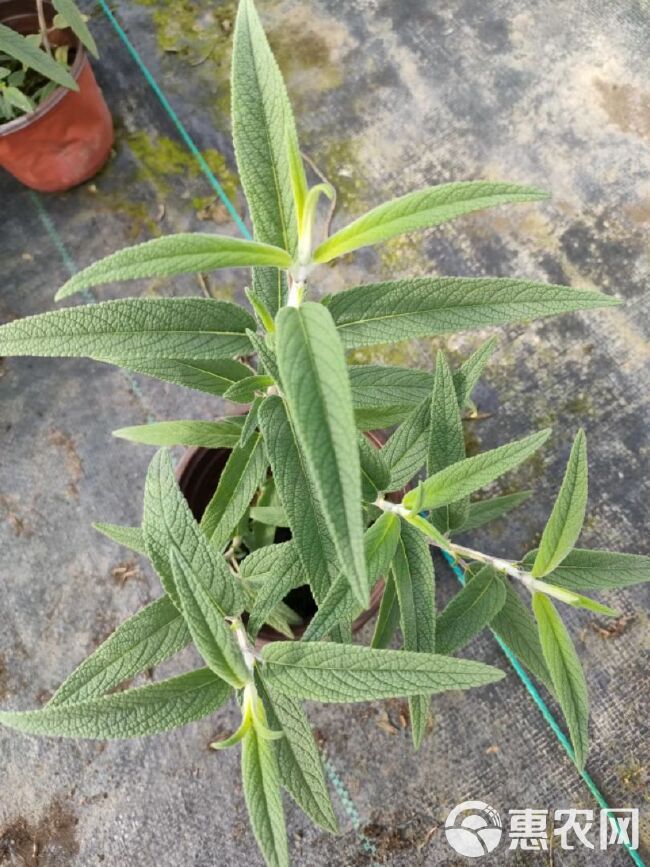 鼠尾草林荫鼠尾草四月天鼠尾草蓝山鼠尾草