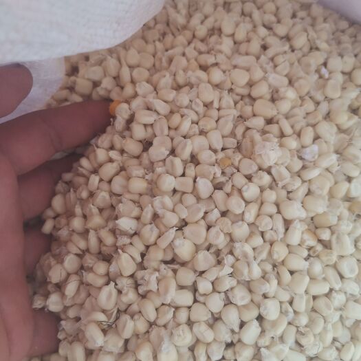 忻城县干黄玉米，干糯玉米，
