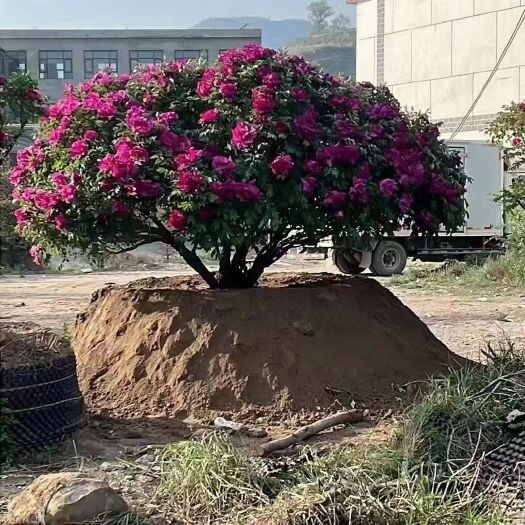 广河县甘肃小马哥牡丹基地