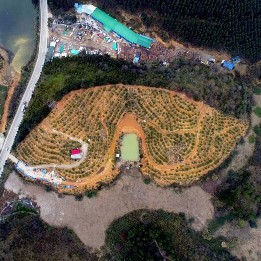 连州市转让连州四方井33亩沙田柚（三相水电齐全，平地约1500）