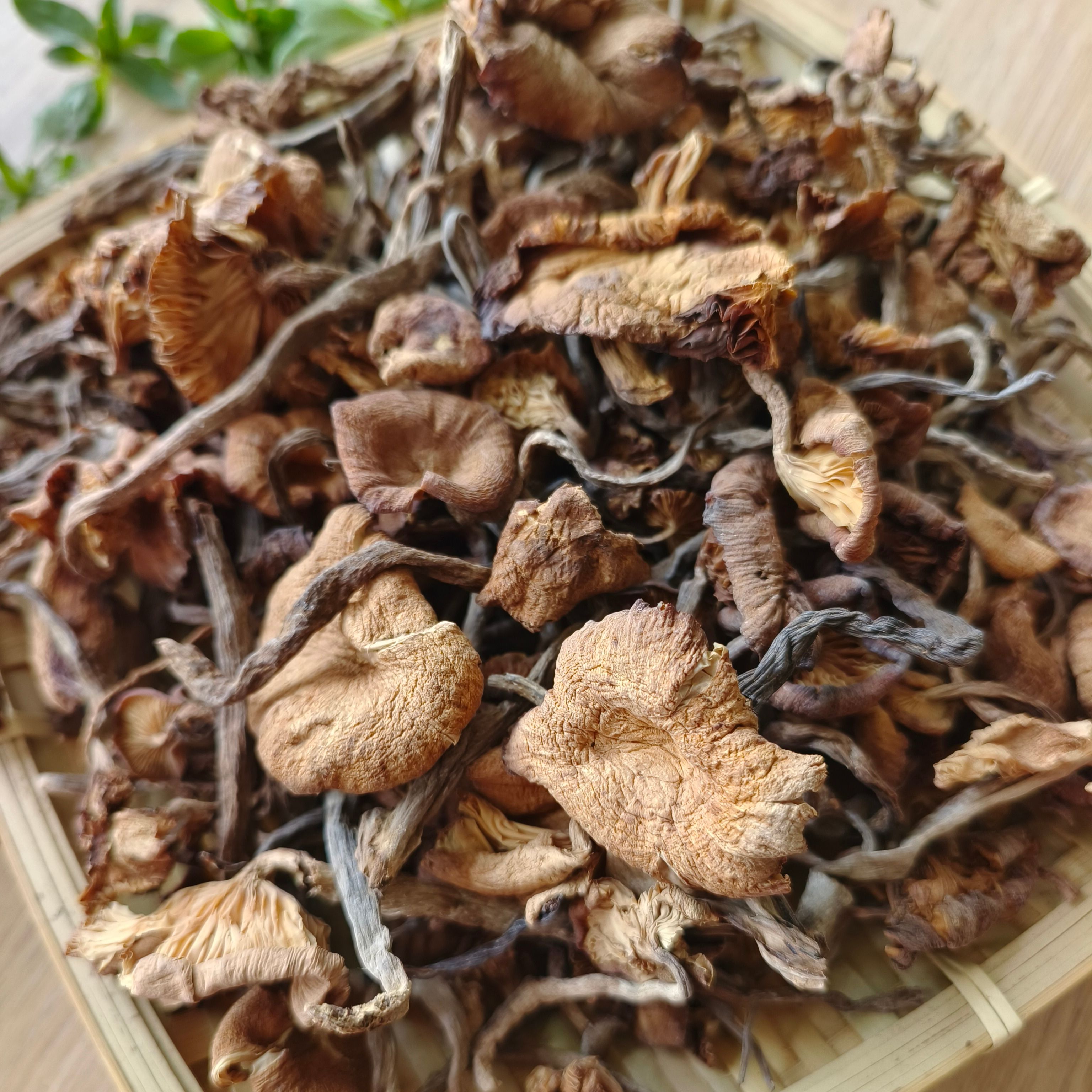 草榛蘑散货原产地厂家批发