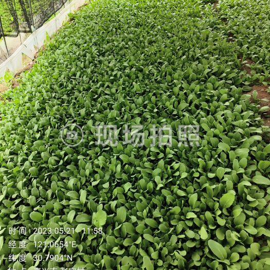 平湖市鸡毛菜