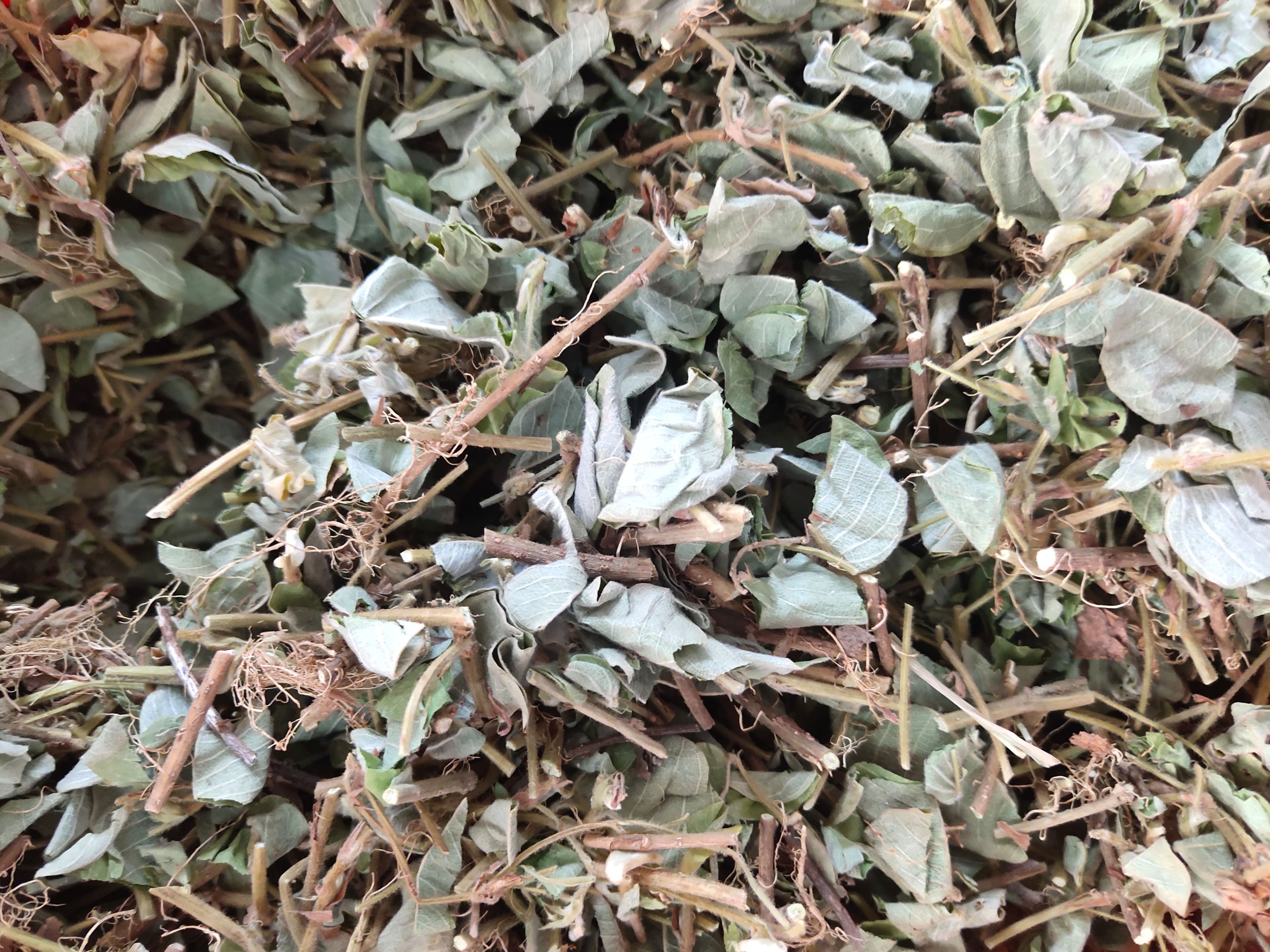 金钱草  广西无硫新鲜大叶金钱草干     自然晒干广金钱草
