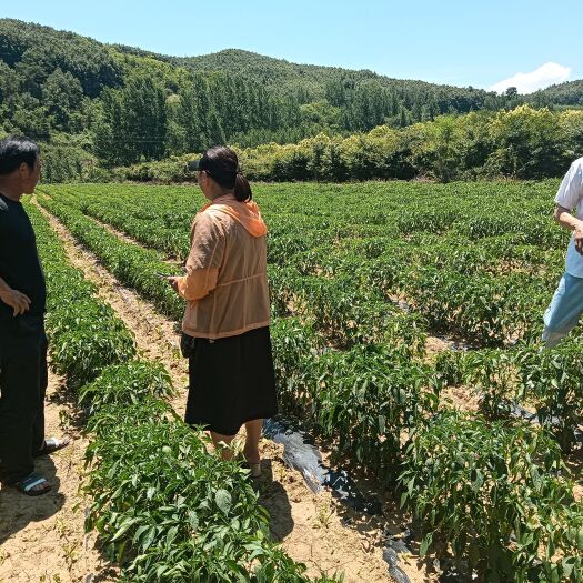 镇平县朝天椒