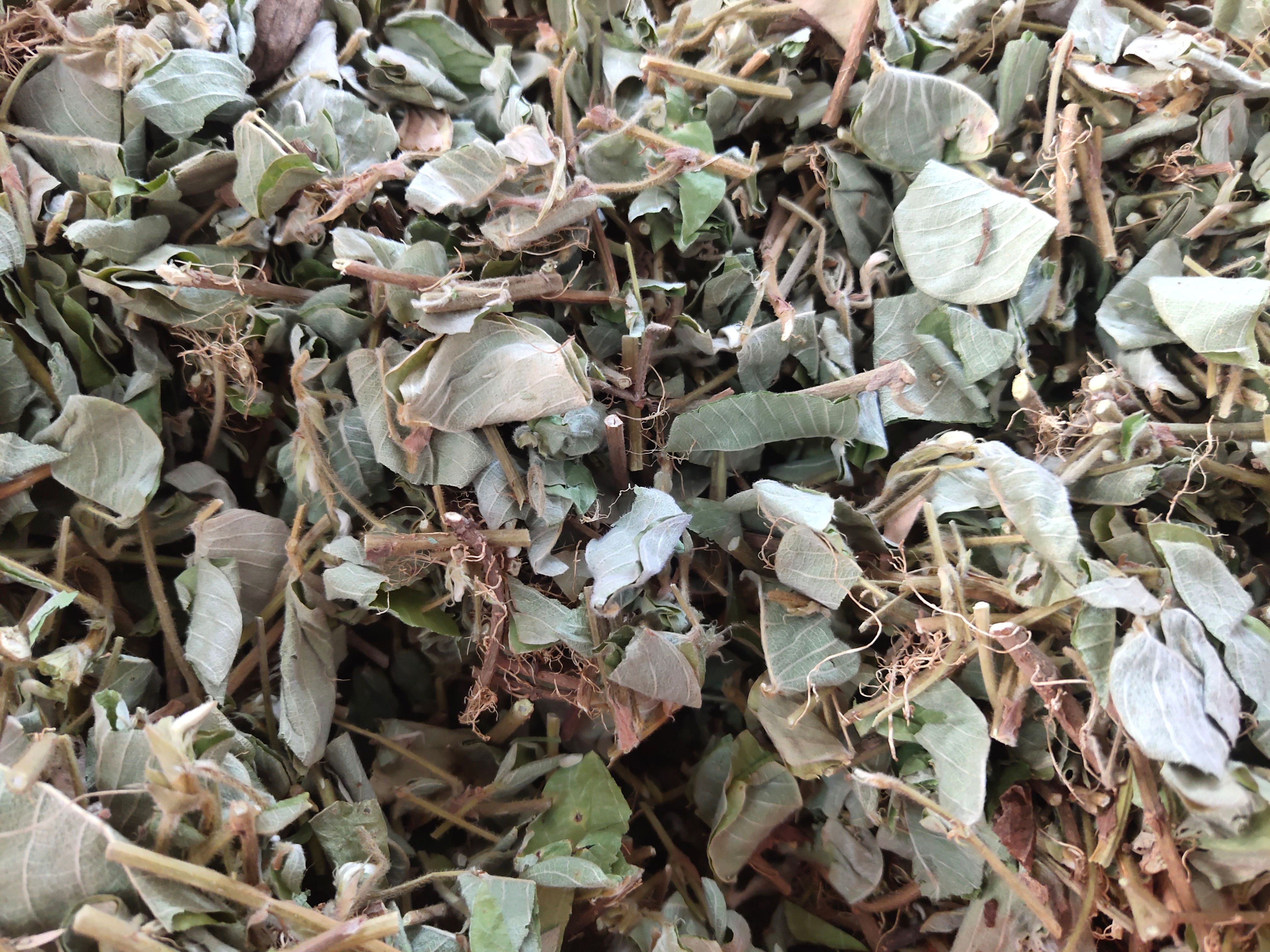 金钱草  广西无硫新鲜大叶金钱草干     自然晒干广金钱草