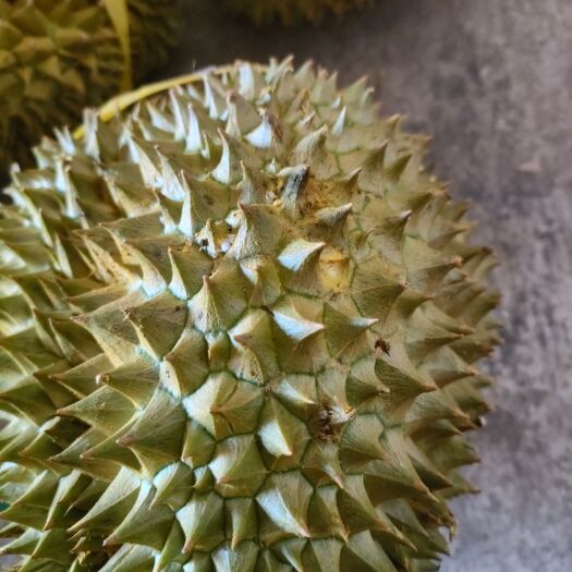 昆明泰国金枕榴莲