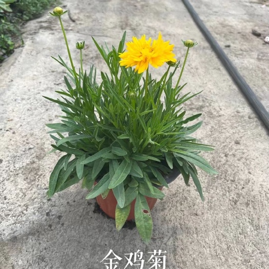 金鸡菊金盏菊费利菊