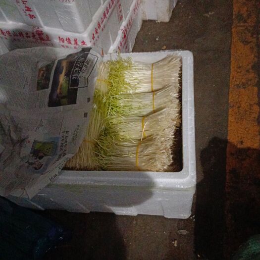 成都豌豆苗