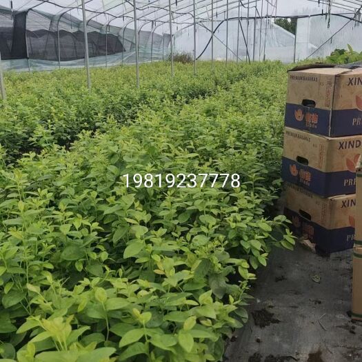 肥城市白菜价地栽蓝莓苗  站地苗