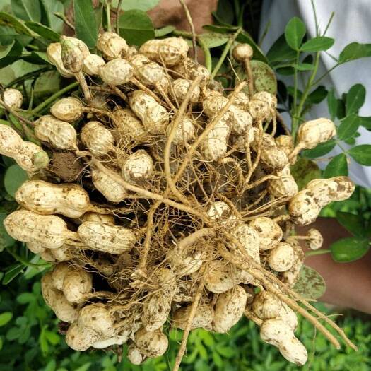 大名县沙地鲜花生