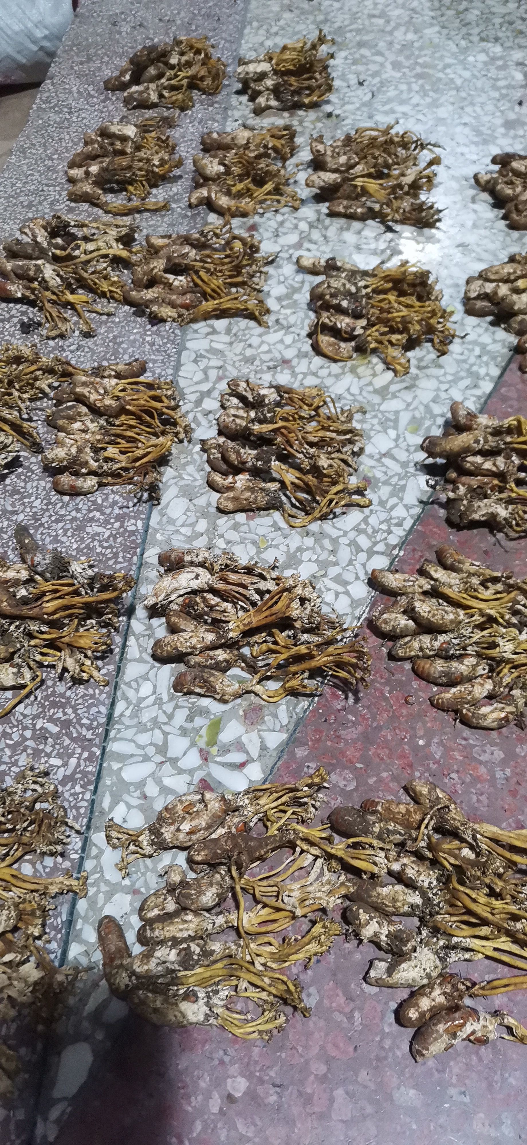 蝉花鲜货