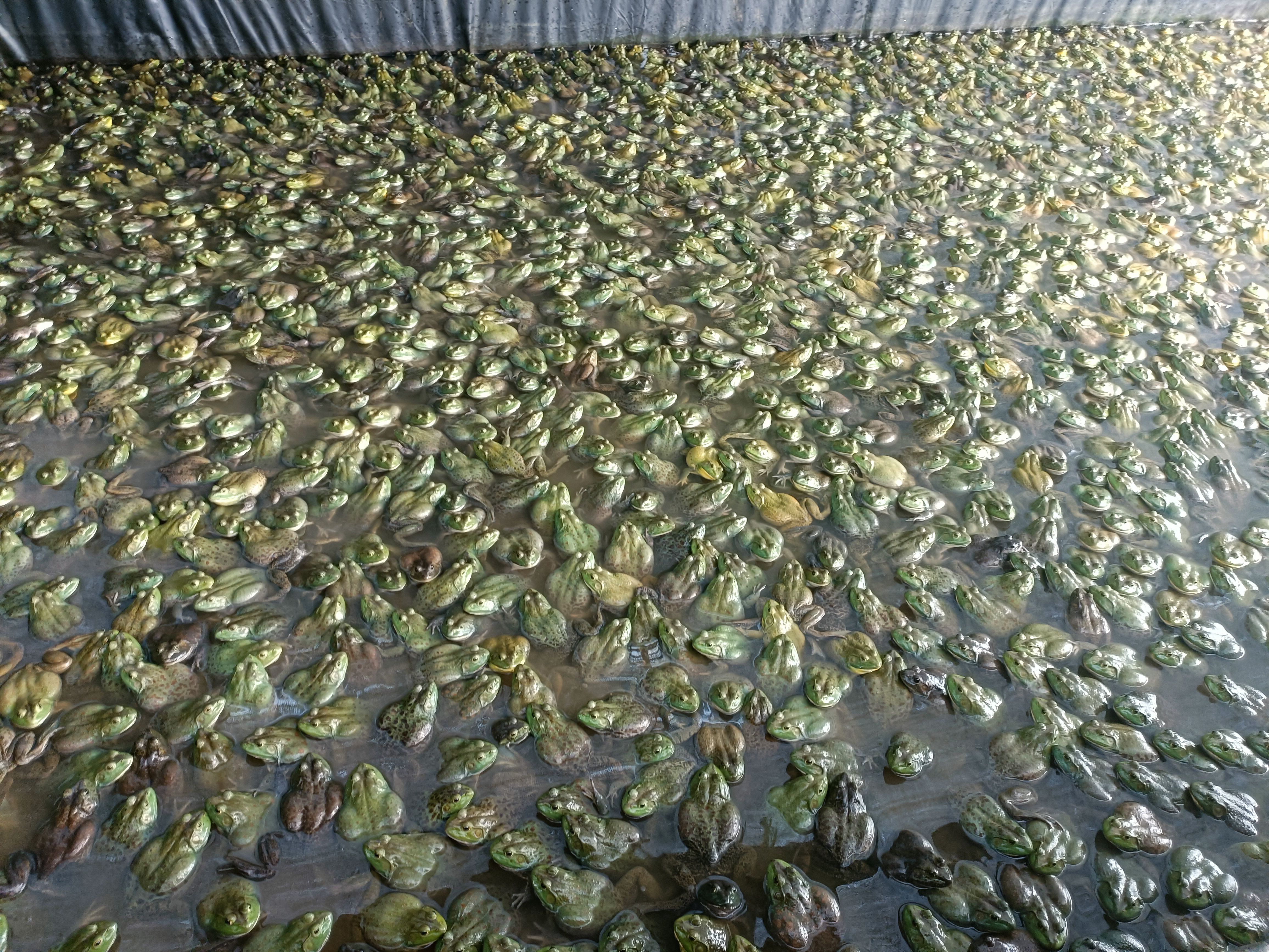 牛蛙，田鸡，批发，鲜活速冻，配送发货
