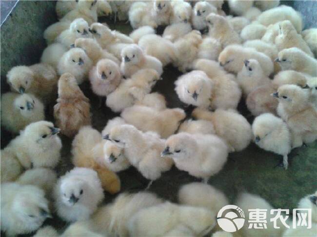 湖南衡阳厂家直销，竹丝鸡苗，白乌鸡苗，品种纯，质量保证，