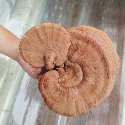 丹江口市大自然灵芝