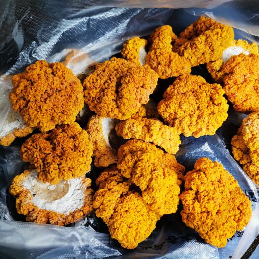 松滋市金耳菌干品