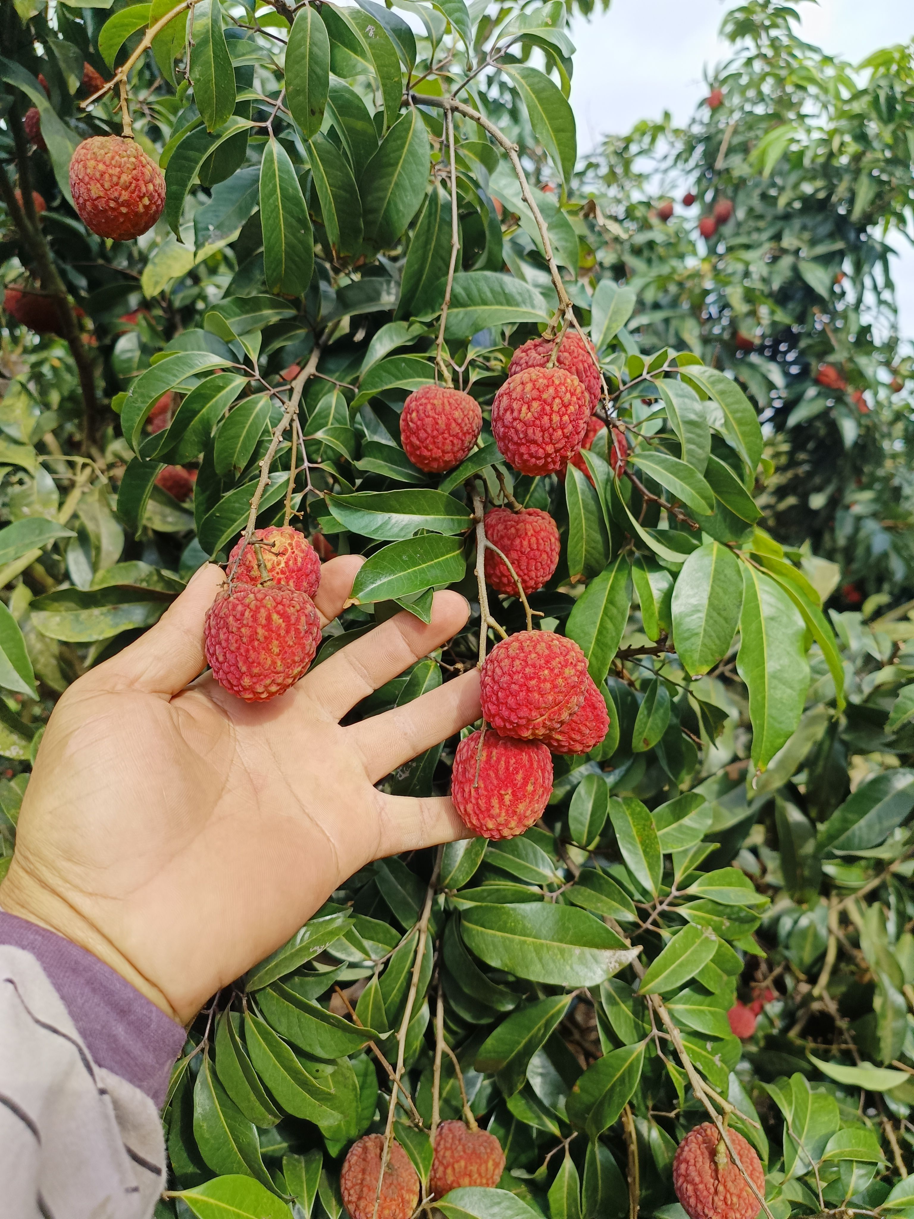 仙进奉广西桂平特色品种价格优惠
